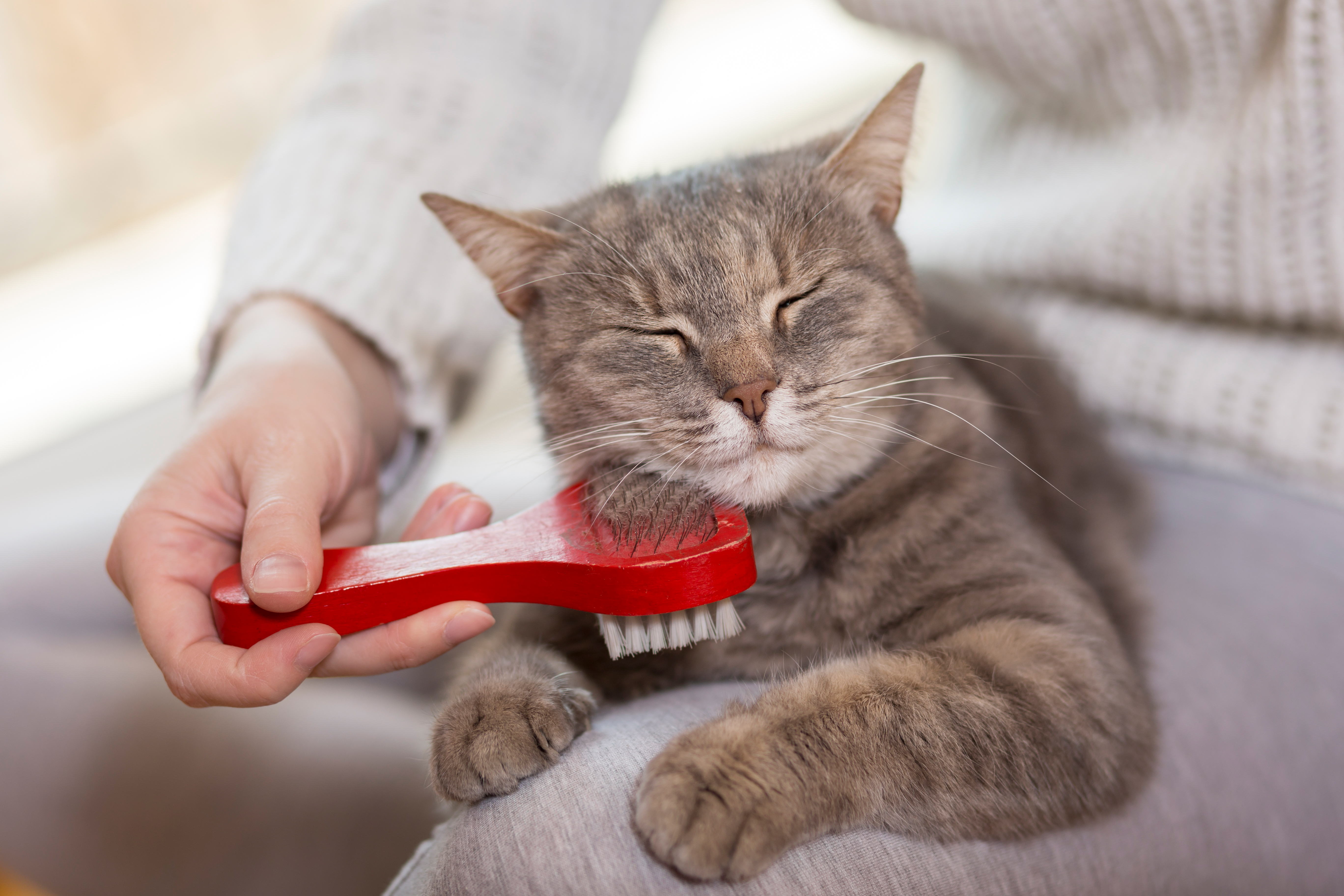 Вычесать Кота Профессионально Цена